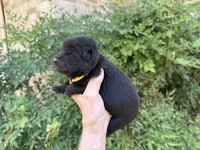 EASTON (black), a male Chow Chow for sale in Austin, TX – 2 of 10