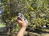 MERLE “SPRINKLES” cookies n cream , a female Pomeranian for sale in Austin, TX – 5 of 10