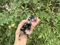 MERLE “SPRINKLES” cookies n cream , a female Pomeranian for sale in Austin, TX – 2 of 10