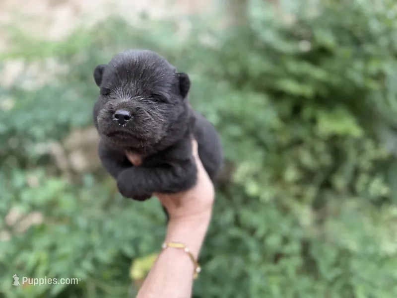 BANGOR (black) – Chow Chow puppy for sale in Austin, TX