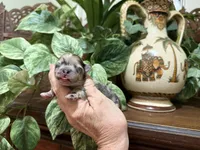 Merle CONFETTI, a male Pomeranian for sale in Austin, TX – 8 of 10