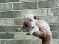VALOR creamy white, a male Chow Chow for sale in Austin, TX – 9 of 10