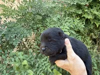 AUGUSTA (black), a female Chow Chow for sale in Austin, TX – 4 of 10