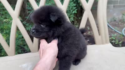 BANGOR (black), a male Chow Chow for sale in Austin, TX – 10 of 10