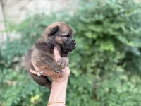 MADAWASKA (Red), a female Chow Chow for sale in Austin, TX – 2 of 10