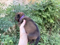 MADAWASKA (Red), a female Chow Chow for sale in Austin, TX – 6 of 10