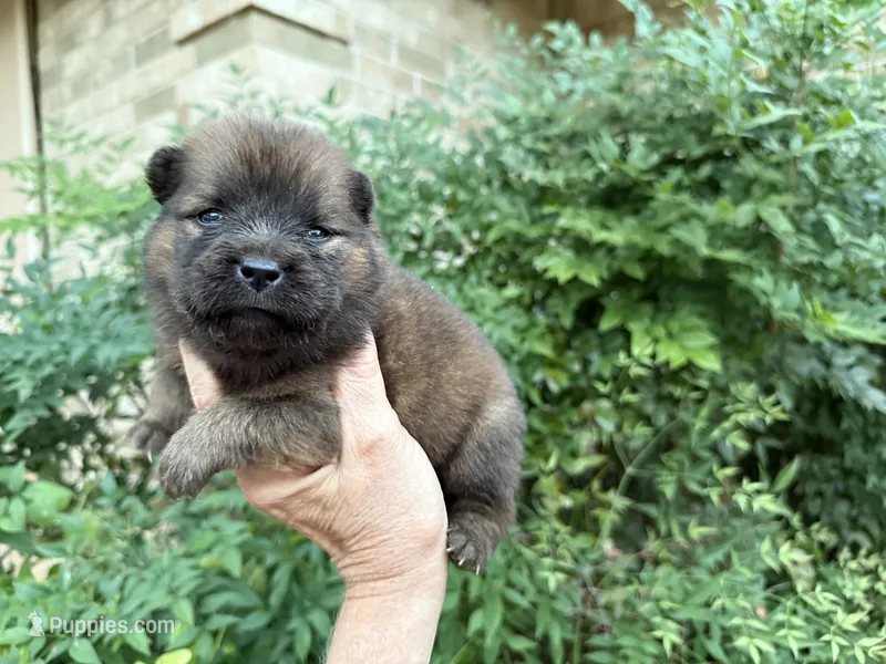 MADAWASKA (Red) – Chow Chow puppy for sale in Austin, TX