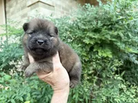 MADAWASKA (Red), a female Chow Chow for sale in Austin, TX – 1 of 10