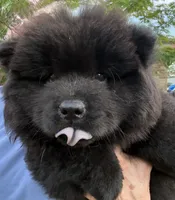 Winston, a male Chow Chow for sale in Austin, TX – 8 of 10