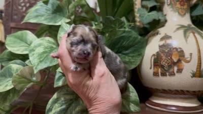 Merle CONFETTI, a male Pomeranian for sale in Austin, TX – 10 of 10