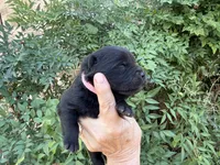 AUGUSTA (black), a female Chow Chow for sale in Austin, TX – 3 of 10
