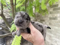 Blue Merle BALOO, a male Chow Chow for sale in Austin, TX – 9 of 10