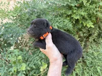 BANGOR (black), a male Chow Chow for sale in Austin, TX – 10 of 10