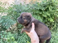 MADAWASKA (Red), a female Chow Chow for sale in Austin, TX – 3 of 10