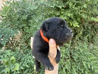 BANGOR (black), a male Chow Chow for sale in Austin, TX – 5 of 10