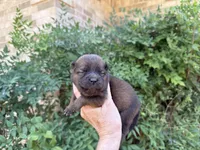 MADAWASKA (Red), a female Chow Chow for sale in Austin, TX – 8 of 10