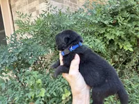 HOLDEN (black), a male Chow Chow for sale in Austin, TX – 8 of 10