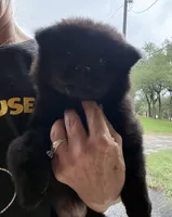BANGOR (black), a male Chow Chow for sale in Austin, TX – 2 of 10