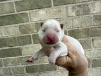 Freedom / creamy white, a male Chow Chow for sale in Austin, TX – 7 of 10