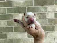 VALOR creamy white, a male Chow Chow for sale in Austin, TX – 8 of 10