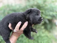 EASTON (black), a male Chow Chow for sale in Austin, TX – 8 of 10