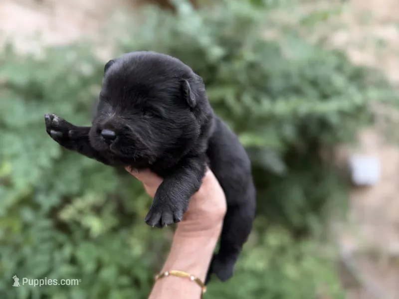 AROOSTOOK (black) – Chow Chow puppy for sale in Austin, TX