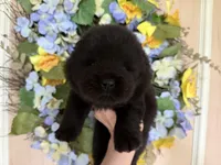 Black WILLOW, a female Chow Chow for sale in Austin, TX – Photo 5 of 10
