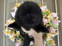 Black WILLOW, a female Chow Chow for sale in Austin, TX – Photo 5 of 10