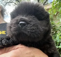 Black WILLOW, a female Chow Chow for sale in Austin, TX – Photo 6 of 10