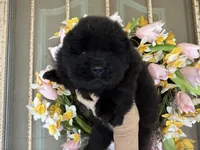Black WILLOW, a female Chow Chow for sale in Austin, TX – Photo 4 of 10