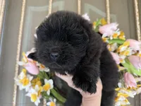 Black WILLOW, a female Chow Chow for sale in Austin, TX – Photo 1 of 10