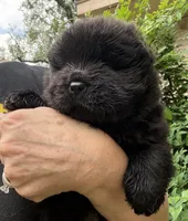 Black WILLOW, a female Chow Chow for sale in Austin, TX – Photo 3 of 10