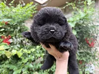 Black WILLOW, a female Chow Chow for sale in Austin, TX – Photo 8 of 10