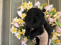 Black WILLOW, a female Chow Chow for sale in Austin, TX – Photo 4 of 10