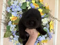 Black WILLOW, a female Chow Chow for sale in Austin, TX – Photo 7 of 10