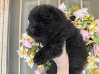Black WILLOW, a female Chow Chow for sale in Austin, TX – Photo 7 of 10