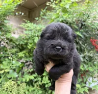 Black WILLOW, a female Chow Chow for sale in Austin, TX – Photo 2 of 10