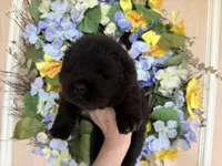 Black WILLOW, a female Chow Chow for sale in Austin, TX – Photo 8 of 10