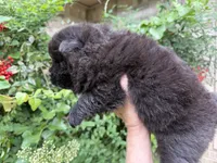 Black WILLOW, a female Chow Chow for sale in Austin, TX – Photo 10 of 10