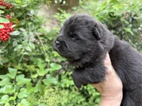 Black WILLOW, a female Chow Chow for sale in Austin, TX – Photo 10 of 10