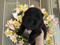 Black WILLOW, a female Chow Chow for sale in Austin, TX – Photo 3 of 10