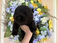 Black WILLOW, a female Chow Chow for sale in Austin, TX – Photo 6 of 10
