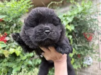 Black WILLOW, a female Chow Chow for sale in Austin, TX – Photo 9 of 10