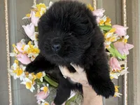 Black WILLOW, a female Chow Chow for sale in Austin, TX – Photo 2 of 10