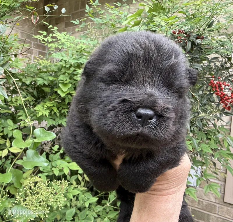 Black WILLOW, a female Chow Chow for sale in Austin, TX – Photo 1 of 10