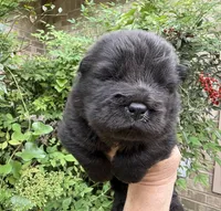Black WILLOW, a female Chow Chow for sale in Austin, TX – Photo 1 of 10