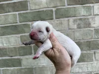 Freedom / creamy white, a male Chow Chow for sale in Austin, TX – 3 of 10