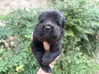 EASTON (black), a male Chow Chow for sale in Austin, TX – 6 of 10