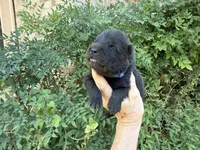 HOLDEN (black), a male Chow Chow for sale in Austin, TX – 10 of 10