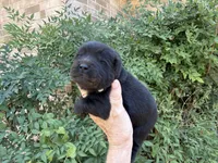 AROOSTOOK (black), a male Chow Chow for sale in Austin, TX – 8 of 10